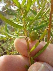 Persoonia mollis