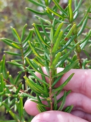 Persoonia mollis