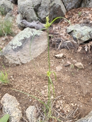 Cyperus fendlerianus