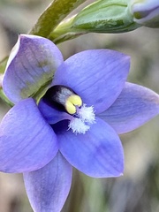 Thelymitra malvina