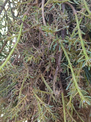 iNaturalist observation photo of Melampsorella