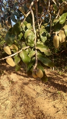 Vochysiaceae