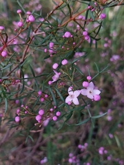Boronia thujona
