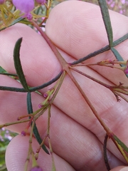 Boronia thujona
