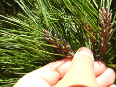 Thecodiplosis piniradiatae