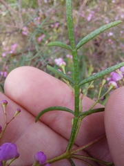 Boronia thujona