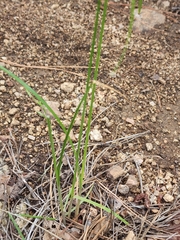 Cyperus fendlerianus