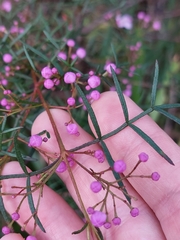 Boronia thujona
