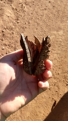 Vochysiaceae