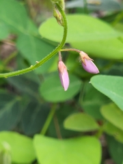 Desmodium grahamii
