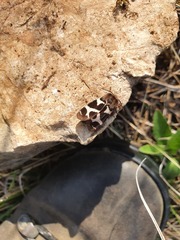 Watsonarctia deserta