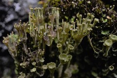 Cladonia carneola