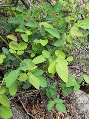 Desmodium grahamii