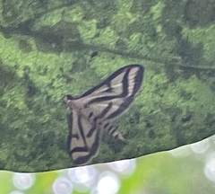 Perisyntrocha anialis