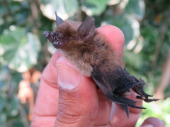 Rhogeessa parvula