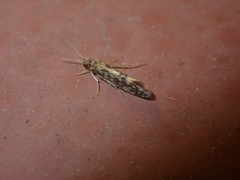 Agraylea multipunctata