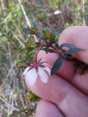 Bauera microphylla
