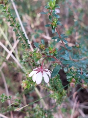 Bauera microphylla