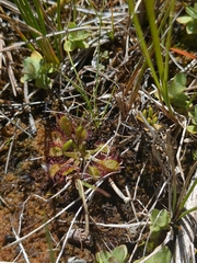Drosera anglica