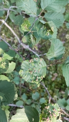 Eriophyes alniincanae