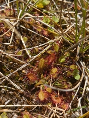 Drosera anglica