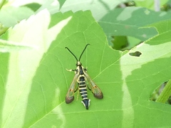 Synanthedon exitiosa