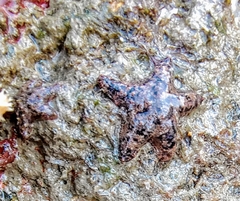 Aquilonastra