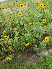 Helianthus debilis