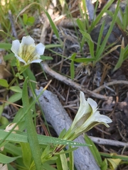 Gentiana newberryi