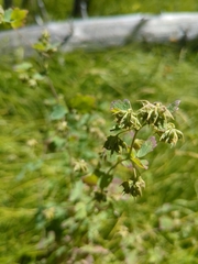 Thalictrum sparsiflorum