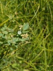 Thalictrum sparsiflorum