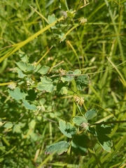 Thalictrum sparsiflorum