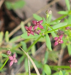 Galium wrightii