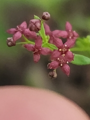 Galium wrightii