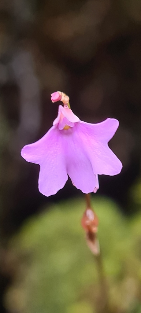 Utricularia pulchra P.Taylor