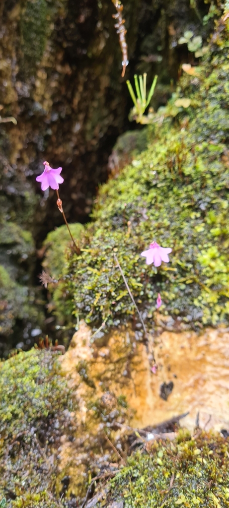 Utricularia pulchra P.Taylor 2