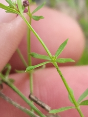 Galium wrightii