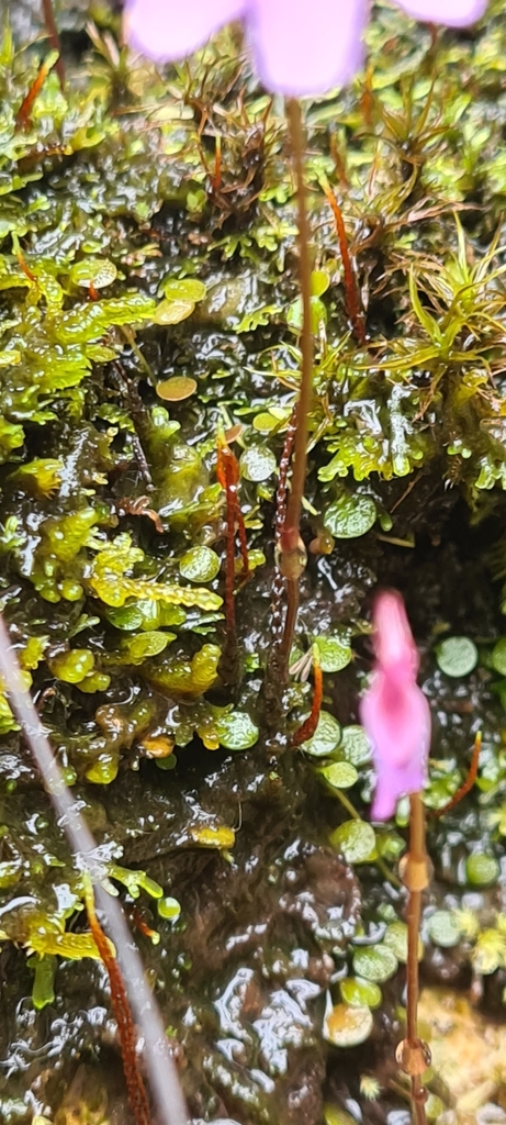 Utricularia pulchra P.Taylor 3