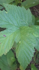 Dasineura ulmaria