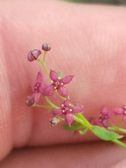 Galium wrightii