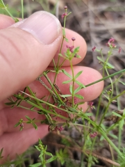 Galium wrightii