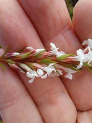 Epacris paludosa