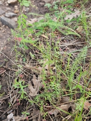 Galium wrightii