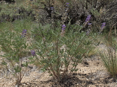 Lupinus meionanthus