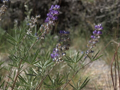 Lupinus meionanthus