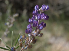 Lupinus meionanthus