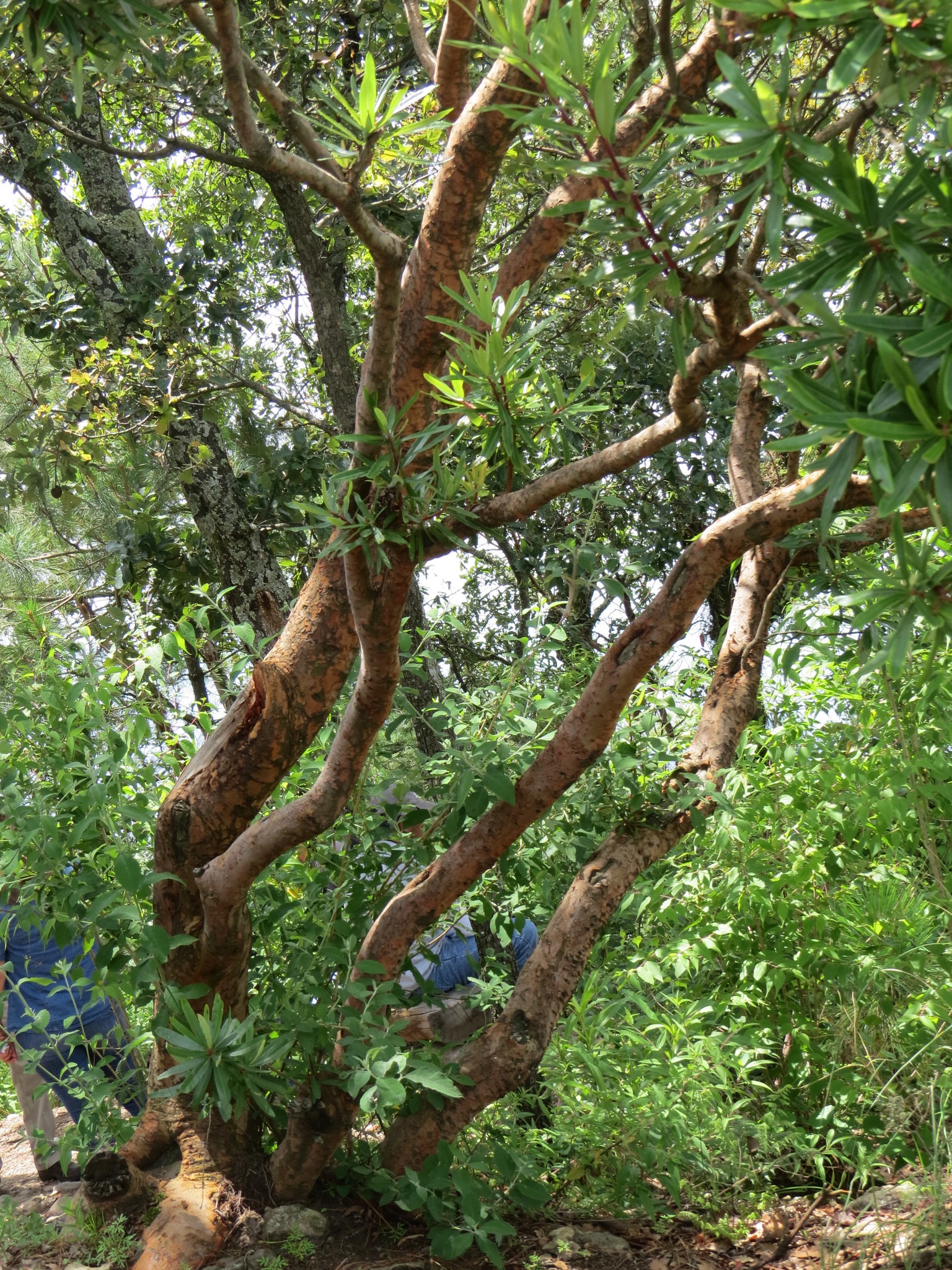 Euphorbia tanquahuete