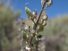 Lupinus meionanthus