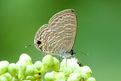 Prosotas aluta nanda