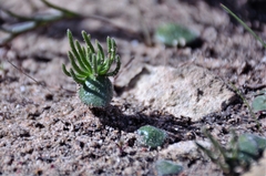 Eriospermum proliferum